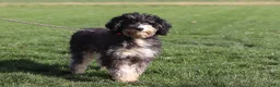 Mini Bernedoodle dogs for sale: Ollie - Ad 8