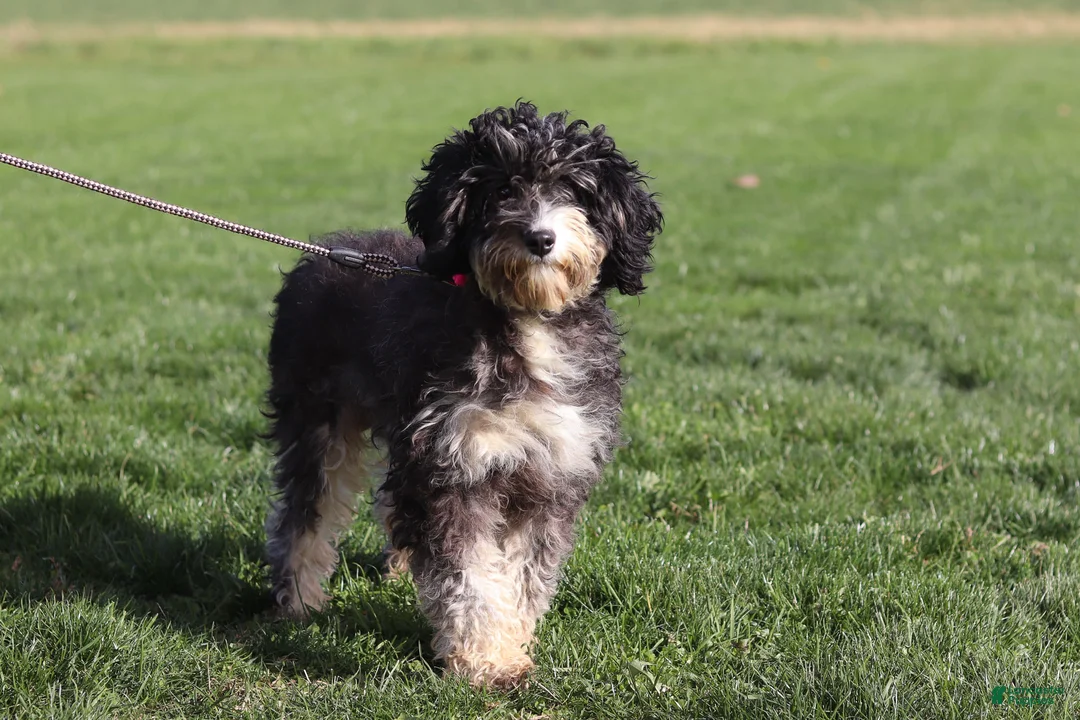 Mini Bernedoodle dogs for sale: Ollie - Ad 8