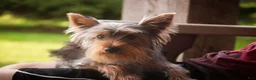Yorkshire Terrier dogs for sale: Junior - Ad 6