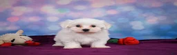Maltese dogs for sale: Cash - Ad 4
