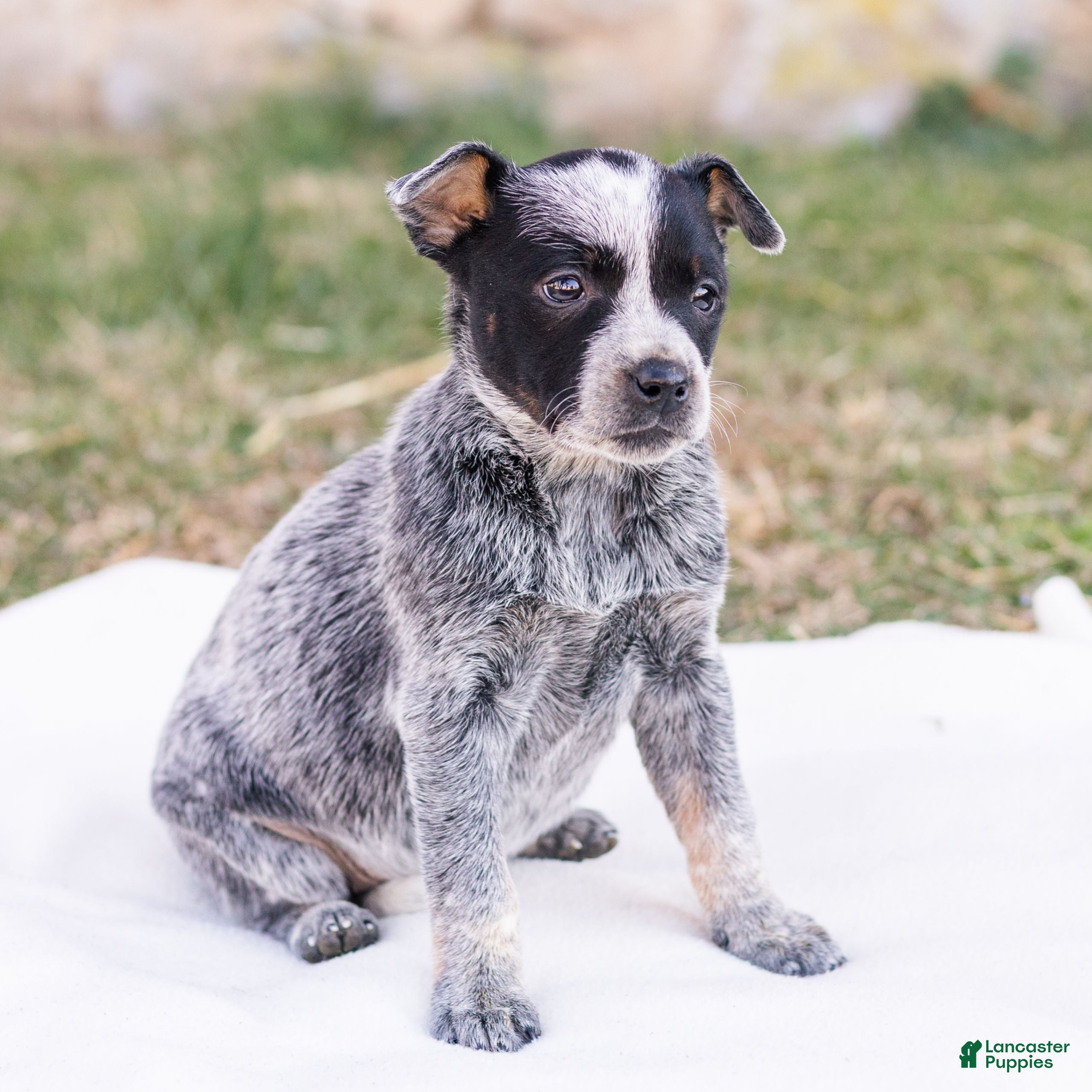 Mixed Breed dogs Hailey  - Ad 37