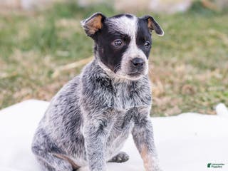 Mixed Breed dogs Hailey - Ad 39