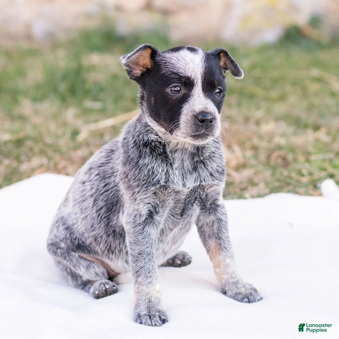 Mixed Breed dogs for sale: Hailey  - Ad 1