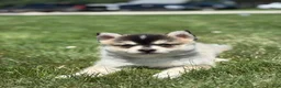 Pomsky dogs for sale: Chloe - Ad 3