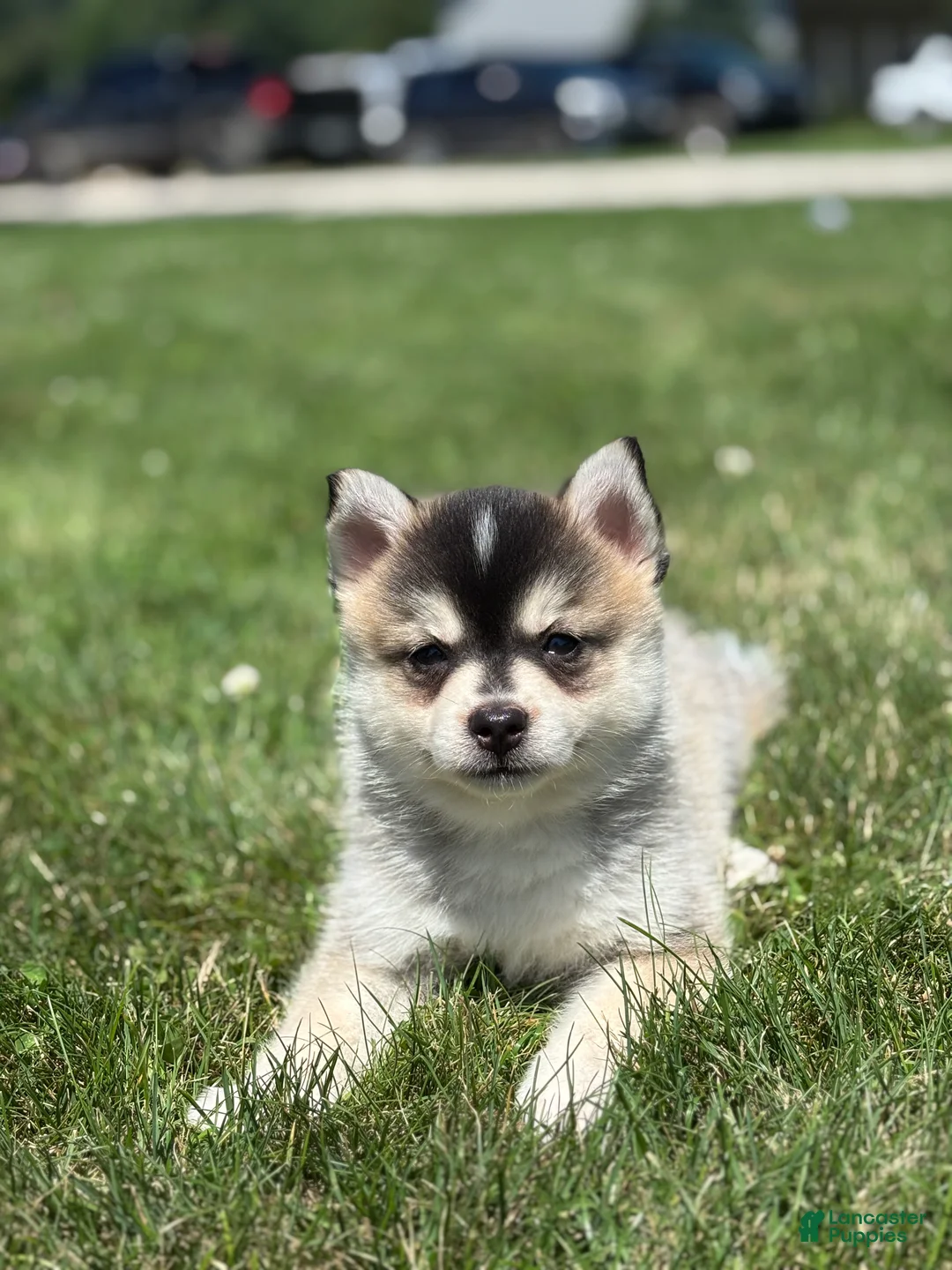 Pomsky dogs for sale: Chloe - Ad 3