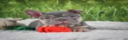 French Bulldog dogs for sale: Luke - Ad 6