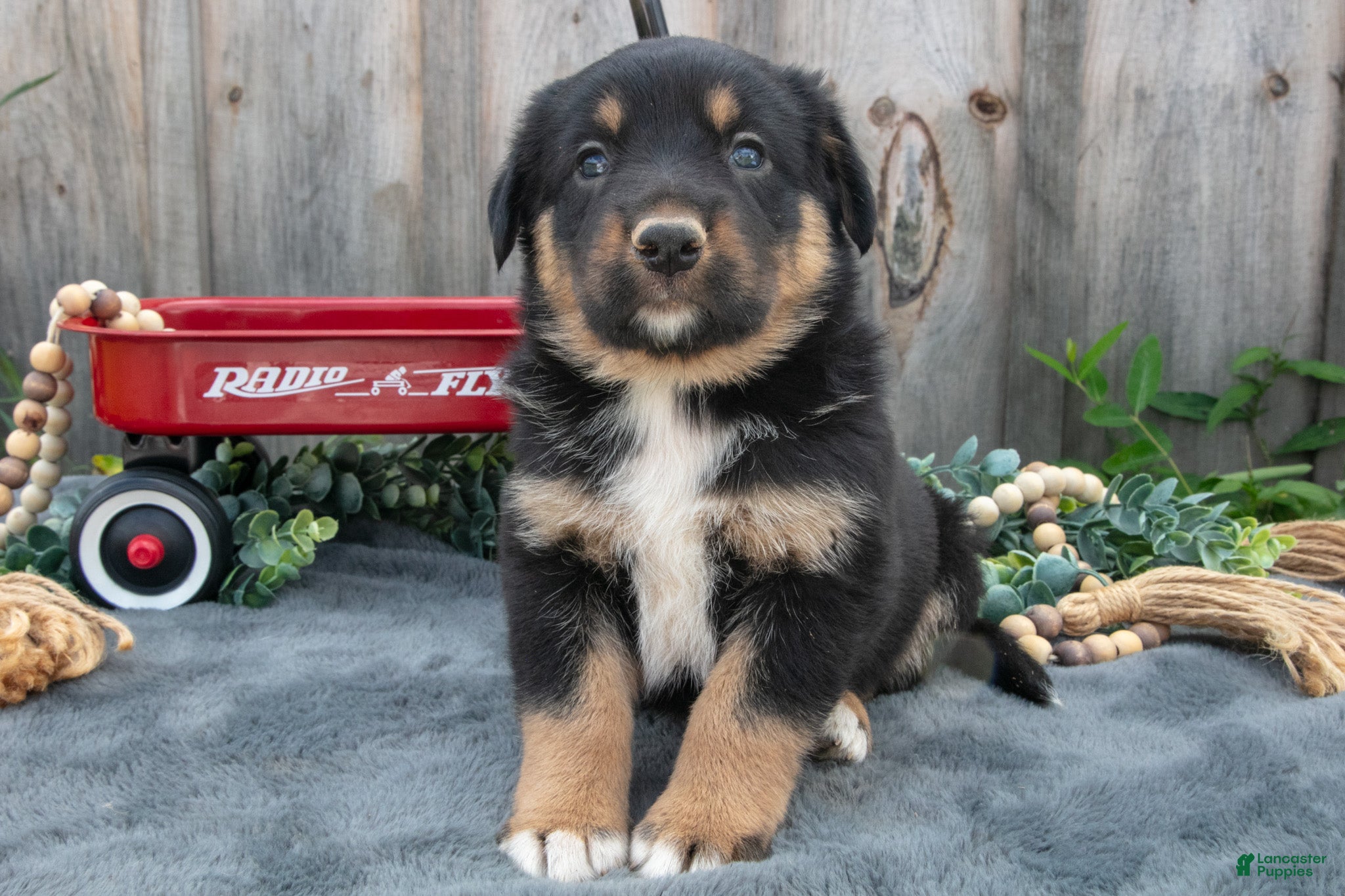 Mixed Breed dogs Gwen - Ad 2
