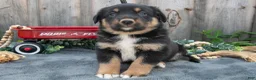 Mixed Breed dogs for sale: Gwen - Ad 2