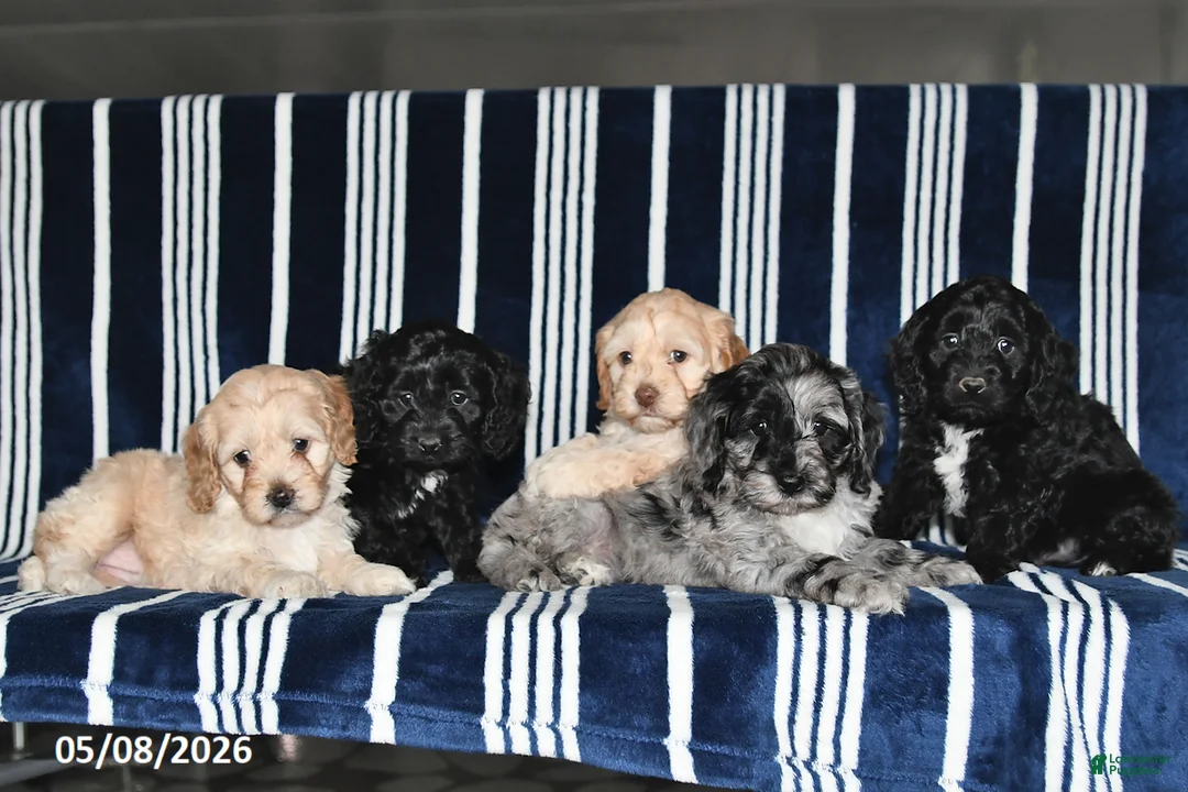 Cockapoo dogs for sale: Tina - Ad 5