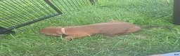 Redbone Coonhound dogs for sale: Redbone Coonhound 9(black) - Ad 29