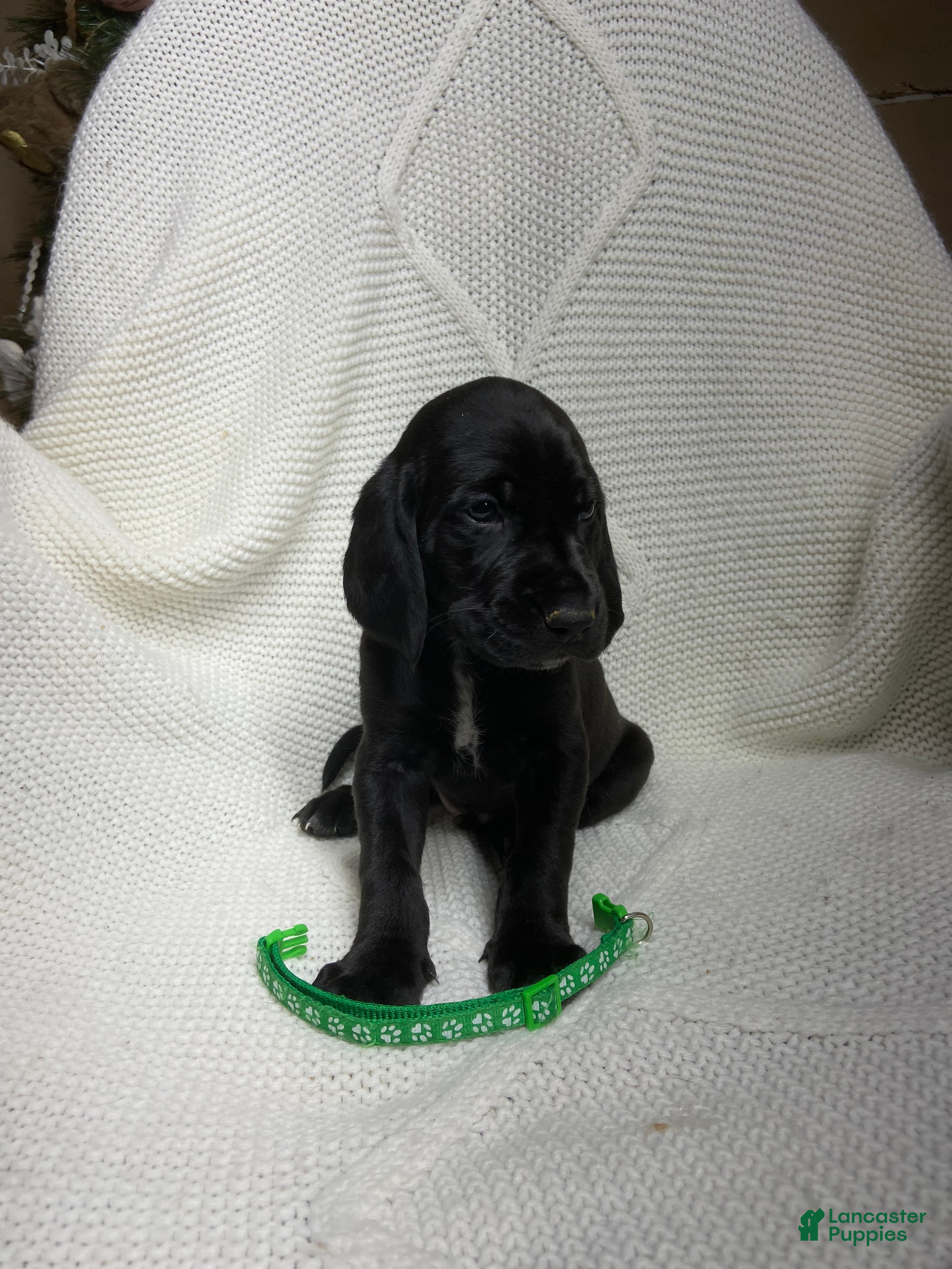 Mixed Breed dogs Mixed Breed Puppy 3 - Ad 41