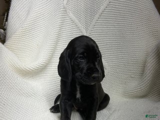 Mixed Breed dogs Mixed Breed Puppy 3 - Ad 41