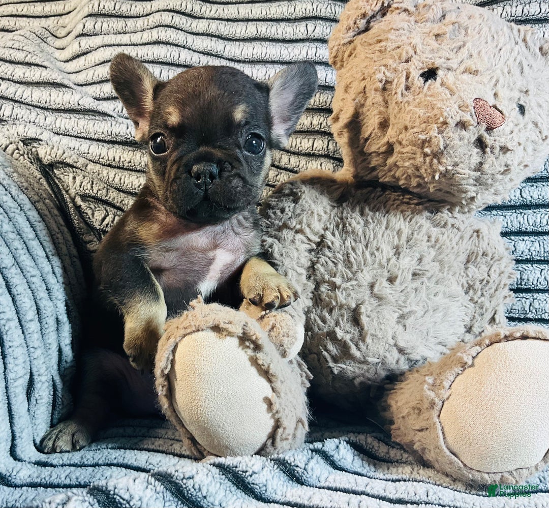 French Bulldog dogs for sale: Theo  - Ad 3