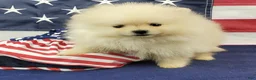 Pomeranian dogs for sale: Wynette - Ad 7
