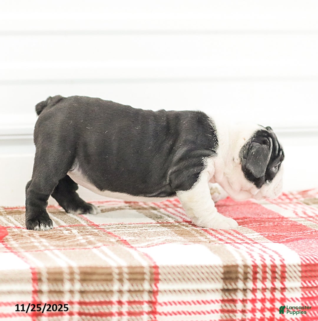 English Bulldog dogs for sale: Rose - Ad 4