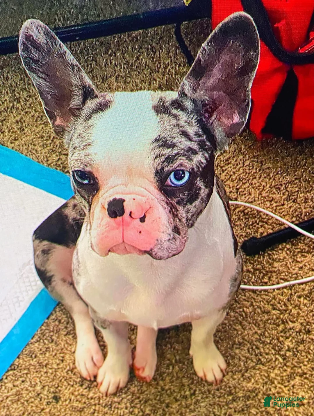 French Bulldog dogs for sale: French Bulldog Puppy 1 - Ad 3