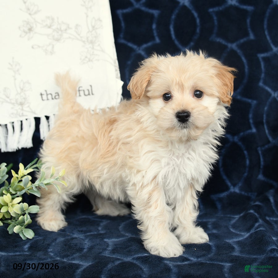 Maltipoo dogs Blake - Ad 1