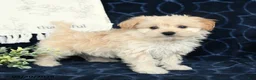 Maltipoo dogs for sale: Blake - Ad 1