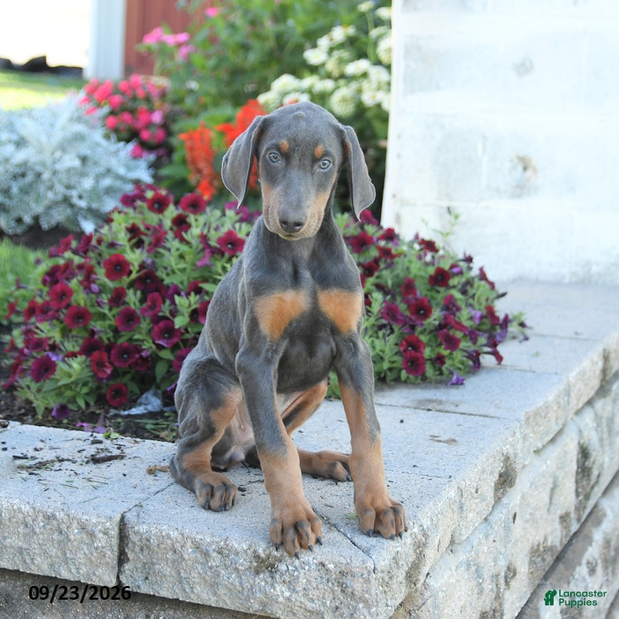 Mixed Breed dogs Fancy - Ad 1