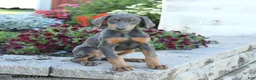 Mixed Breed dogs for sale: Fancy - Ad 1