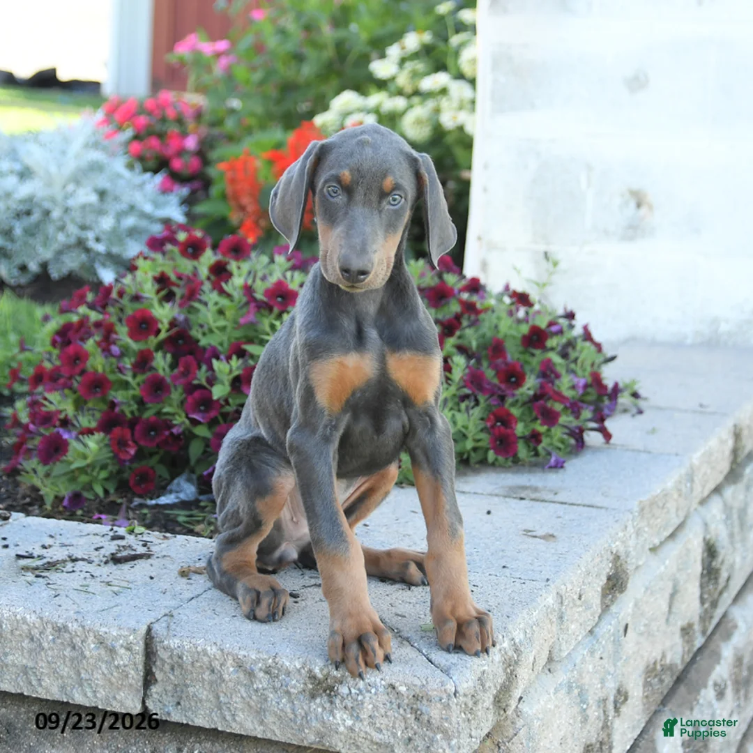 Mixed Breed dogs for sale: Fancy - Ad 1