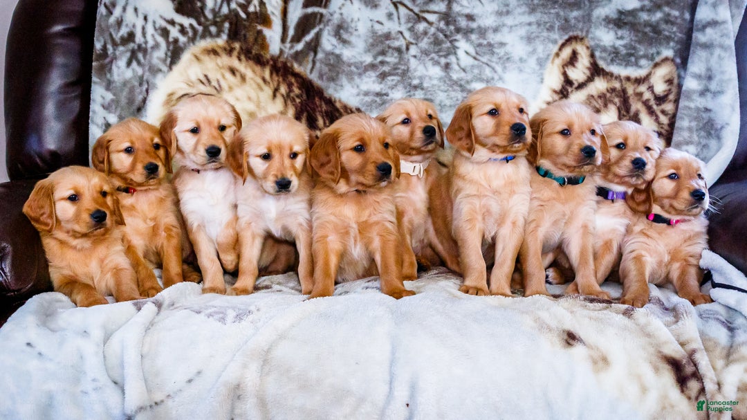Golden Retriever dogs for sale: Elana - Ad 16