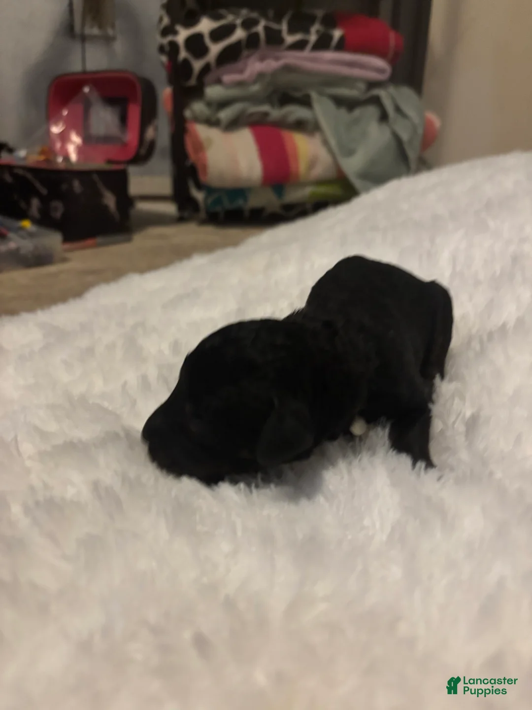 Goldendoodle dogs for sale: Dunkin - Ad 5