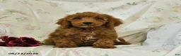 Mini Goldendoodle dogs for sale: Morgan - Ad 5