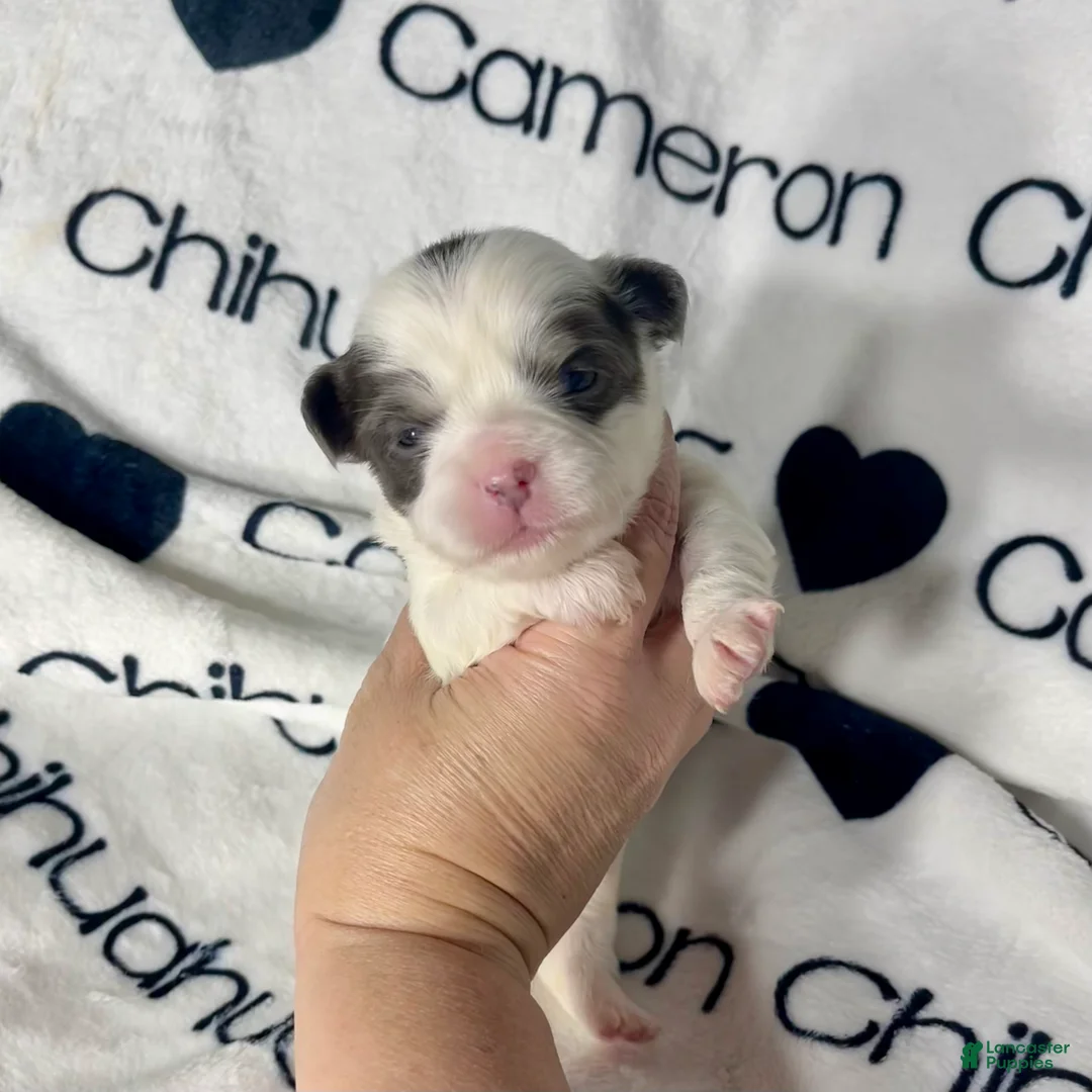 Chihuahua dogs for sale: Gabriel Blue Spotted - Ad 10