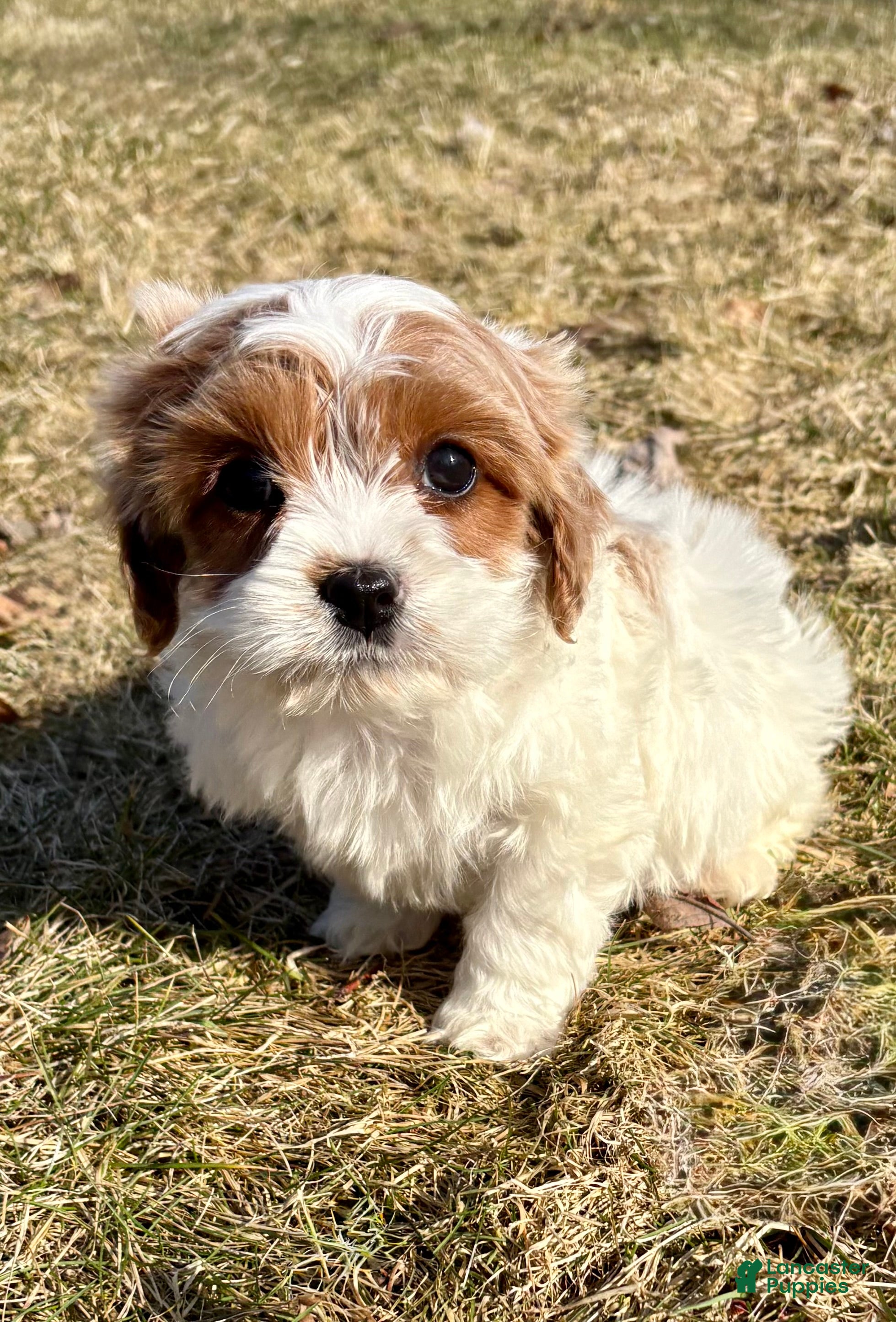 Cavapoo dogs for sale: Cavapoo Puppy 3 - Ad 3