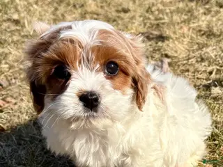 Cavapoo dogs for sale: Cavapoo Puppy 3 - Ad 3