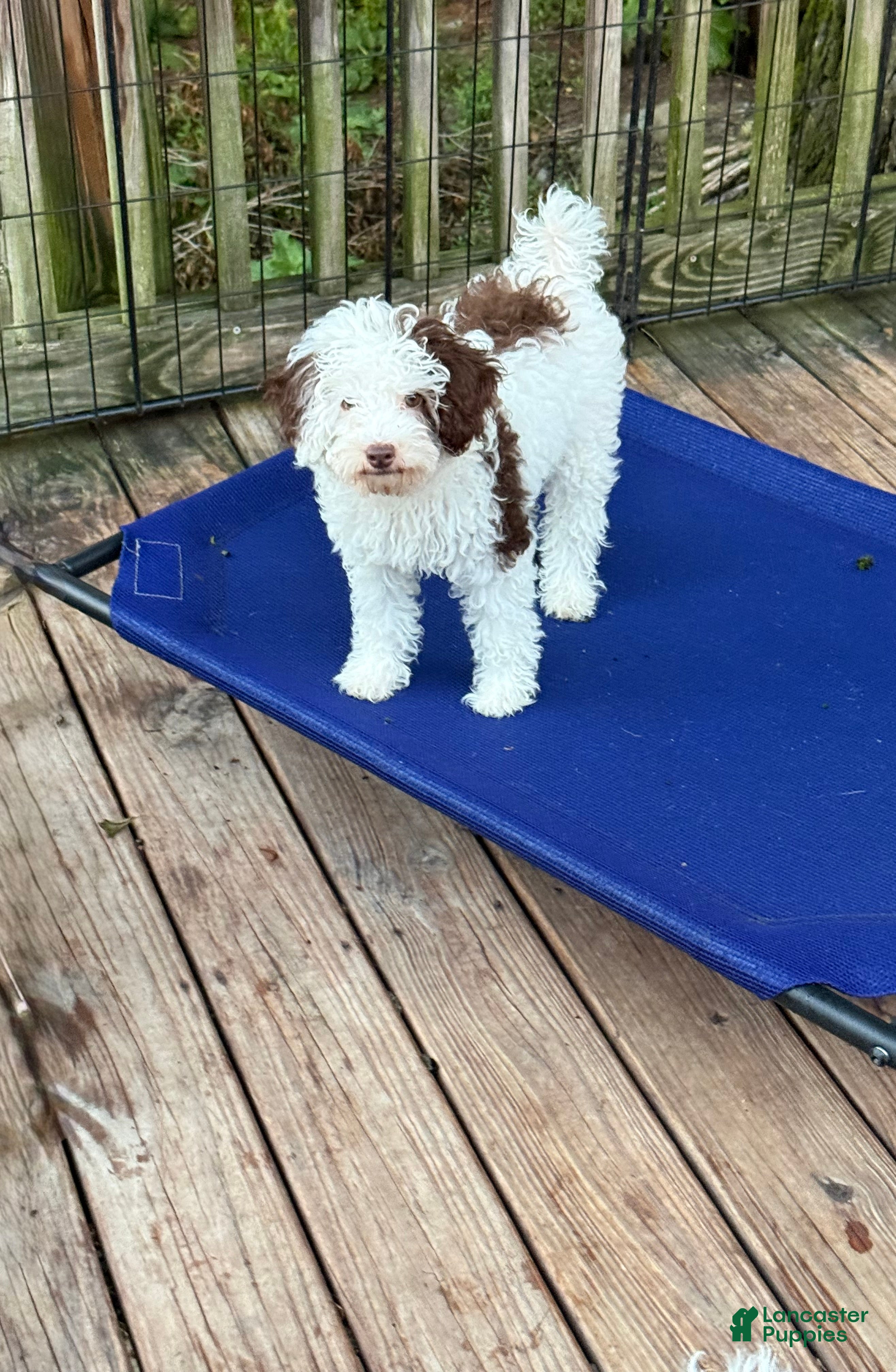 Miniature Poodle dogs MADDIE - Ad 3