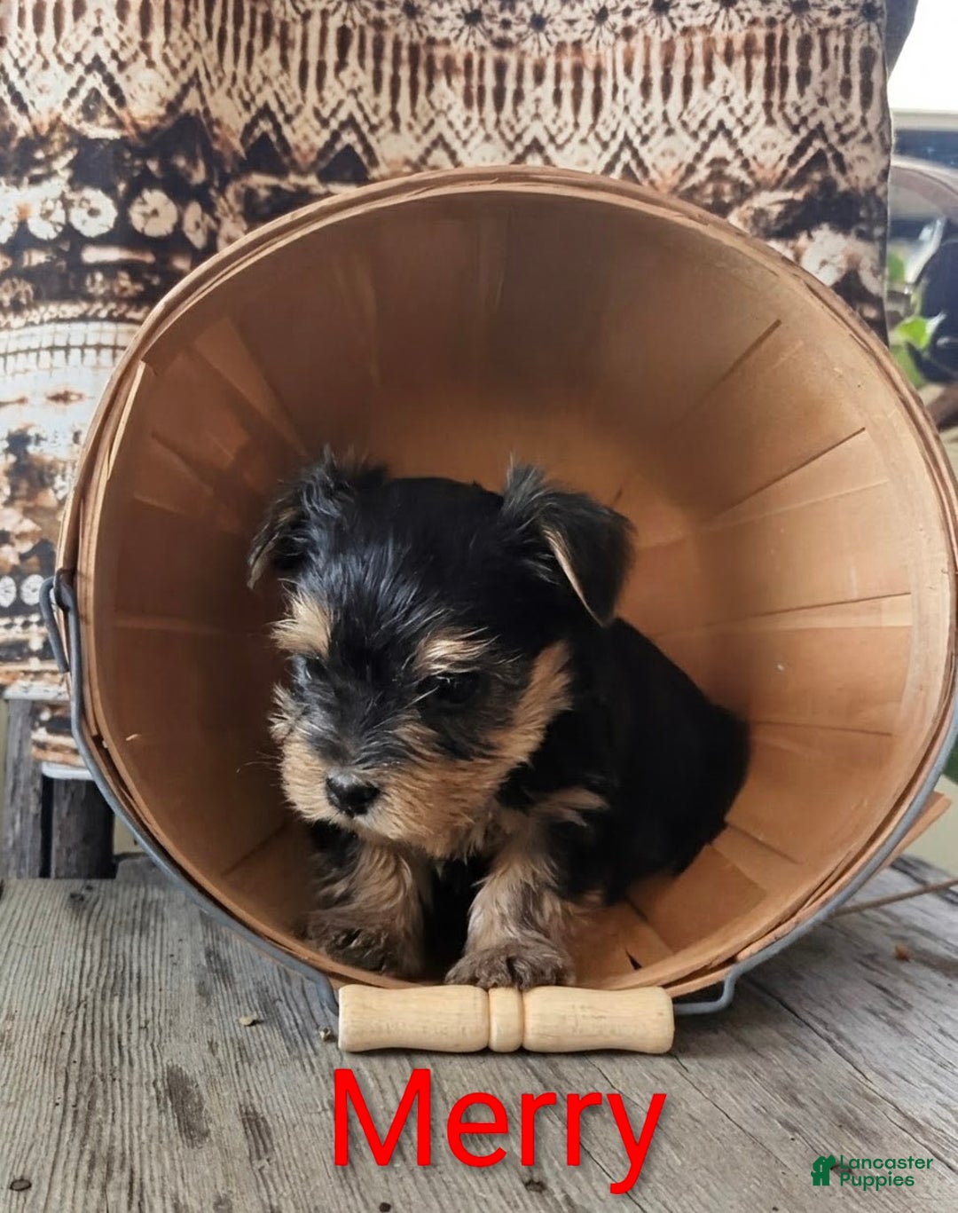 Yorkshire Terrier dogs for sale: Merry - Ad 1