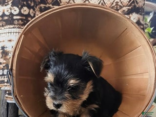 Yorkshire Terrier dogs Merry - Ad 19