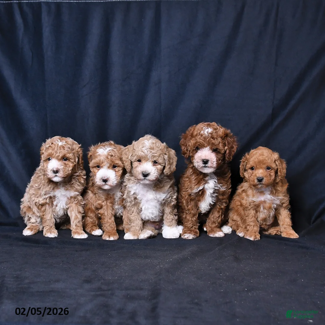 Toy Poodle dogs for sale: Nicholas - Ad 5
