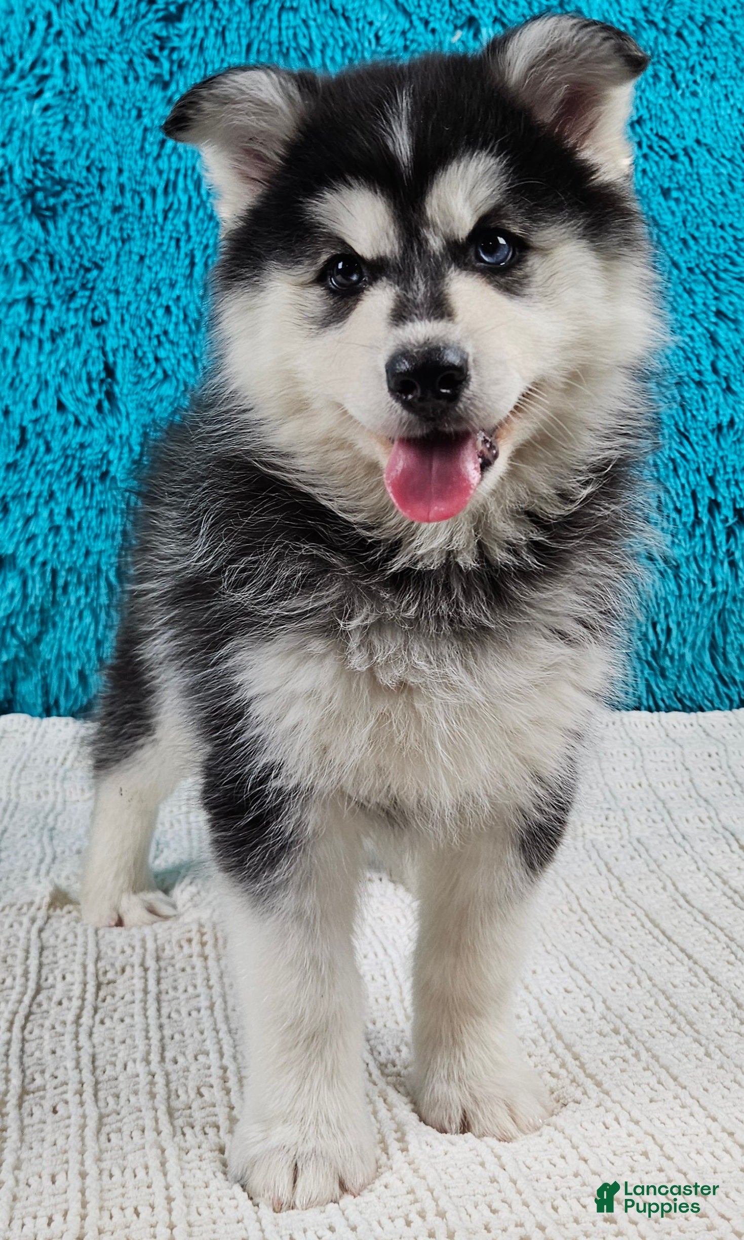 Pomsky dogs Callie  - Ad 21