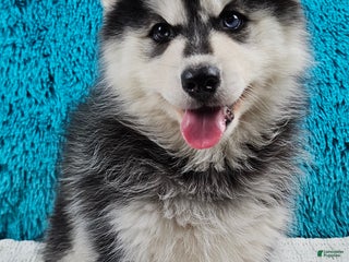 Pomsky dogs Callie - Ad 16
