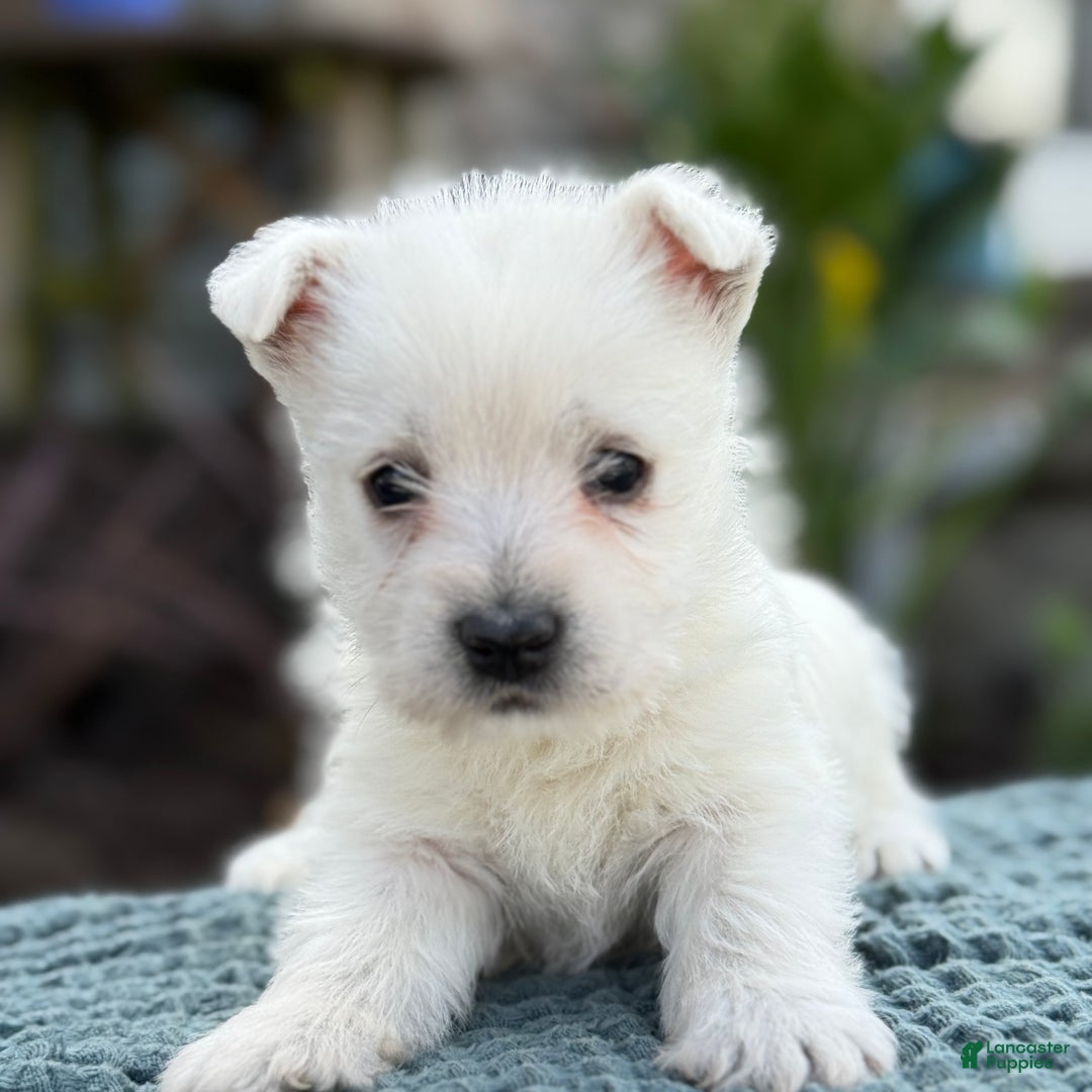 West Highland Terrier dogs for sale: Fancy - Ad 23