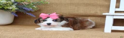 Cavapoo dogs for sale: Ivy  - Ad 2