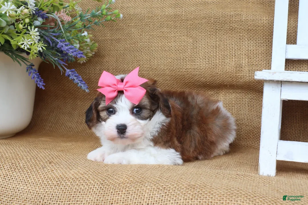Cavapoo dogs for sale: Ivy  - Ad 2