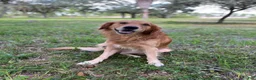 Mixed Breed dogs for sale: Willow - Ad 10