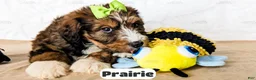 Bernedoodle dogs for sale: Prairie - Ad 13