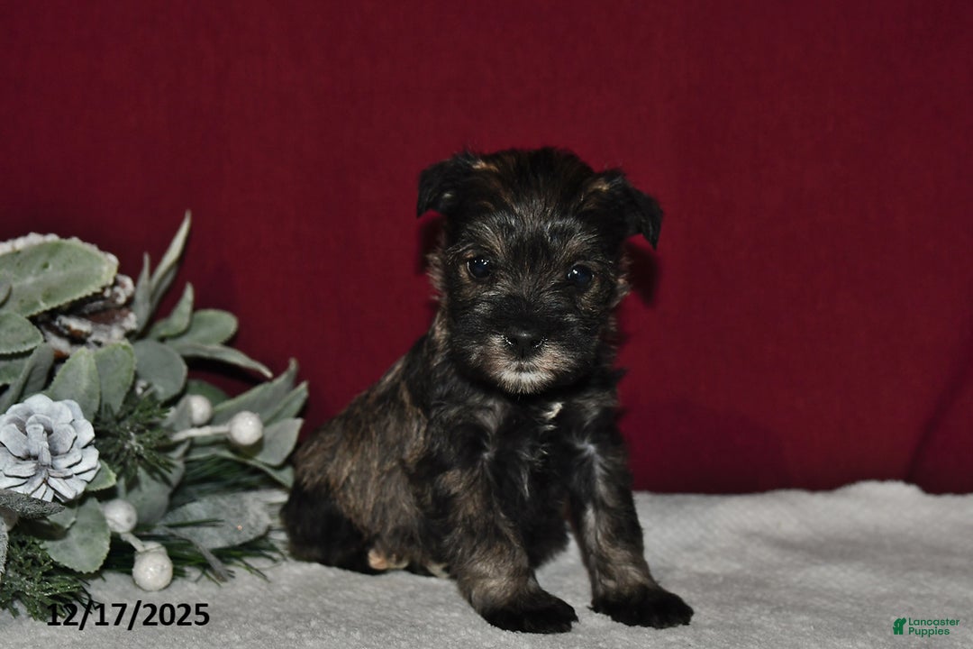 Miniature Schnauzer dogs for sale: Daisy - Ad 1