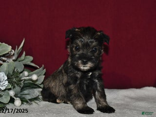Miniature Schnauzer dogs Daisy - Ad 7