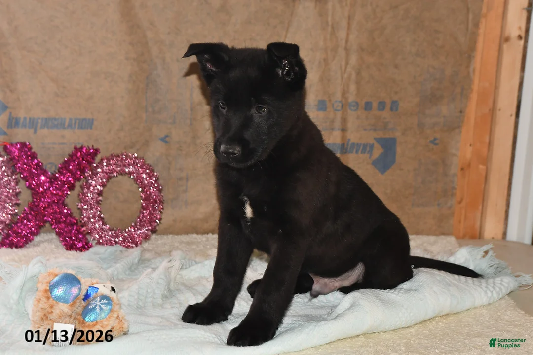 Belgian Malinois dogs for sale: Leo - Ad 4