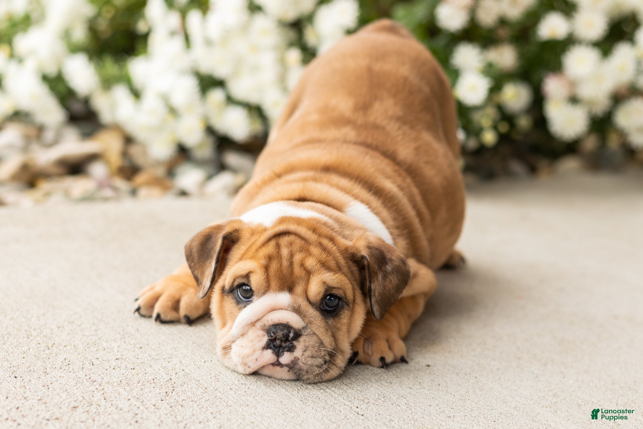 English Bulldog dogs Bailey  - Ad 15