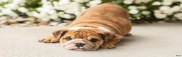 English Bulldog dogs for sale: Bailey  - Ad 1