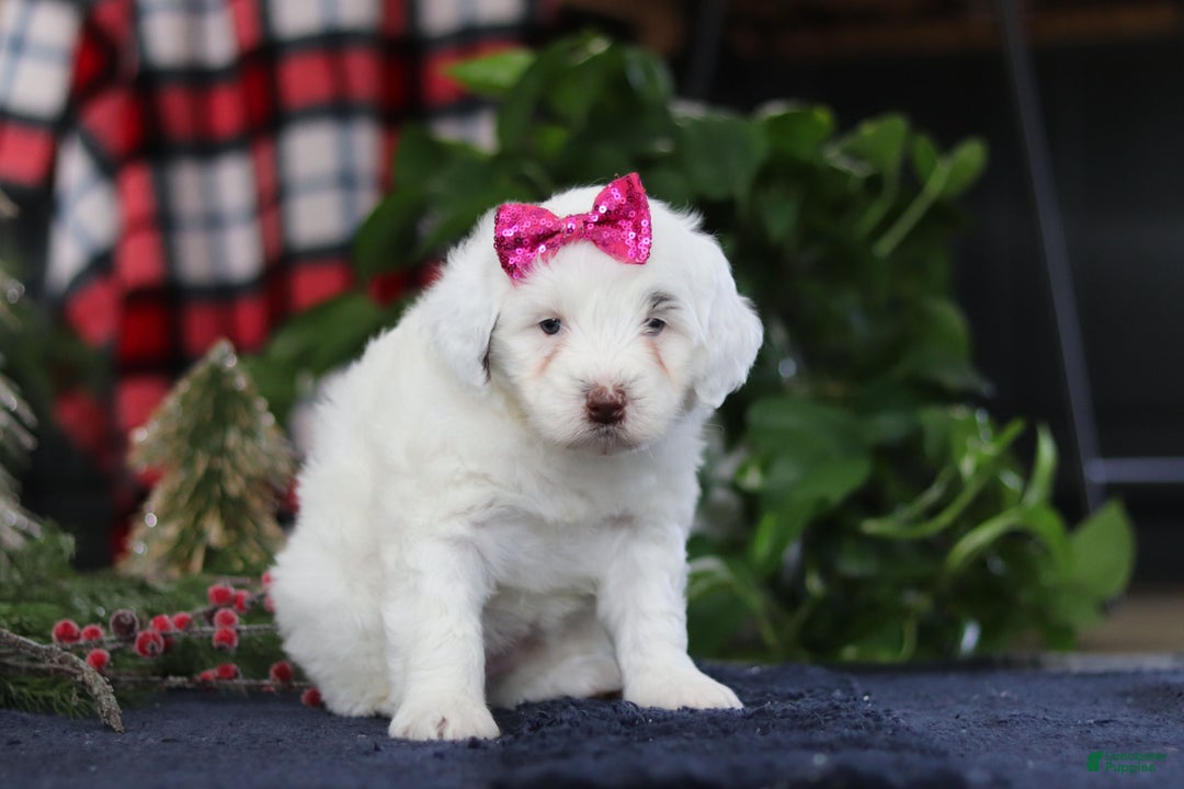 Portuguese Water Dog dogs for sale: Lucie - Ad 6