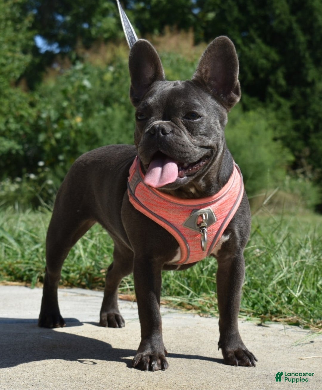 Mixed Breed dogs for sale: Queen lilac tricolor  - Ad 38