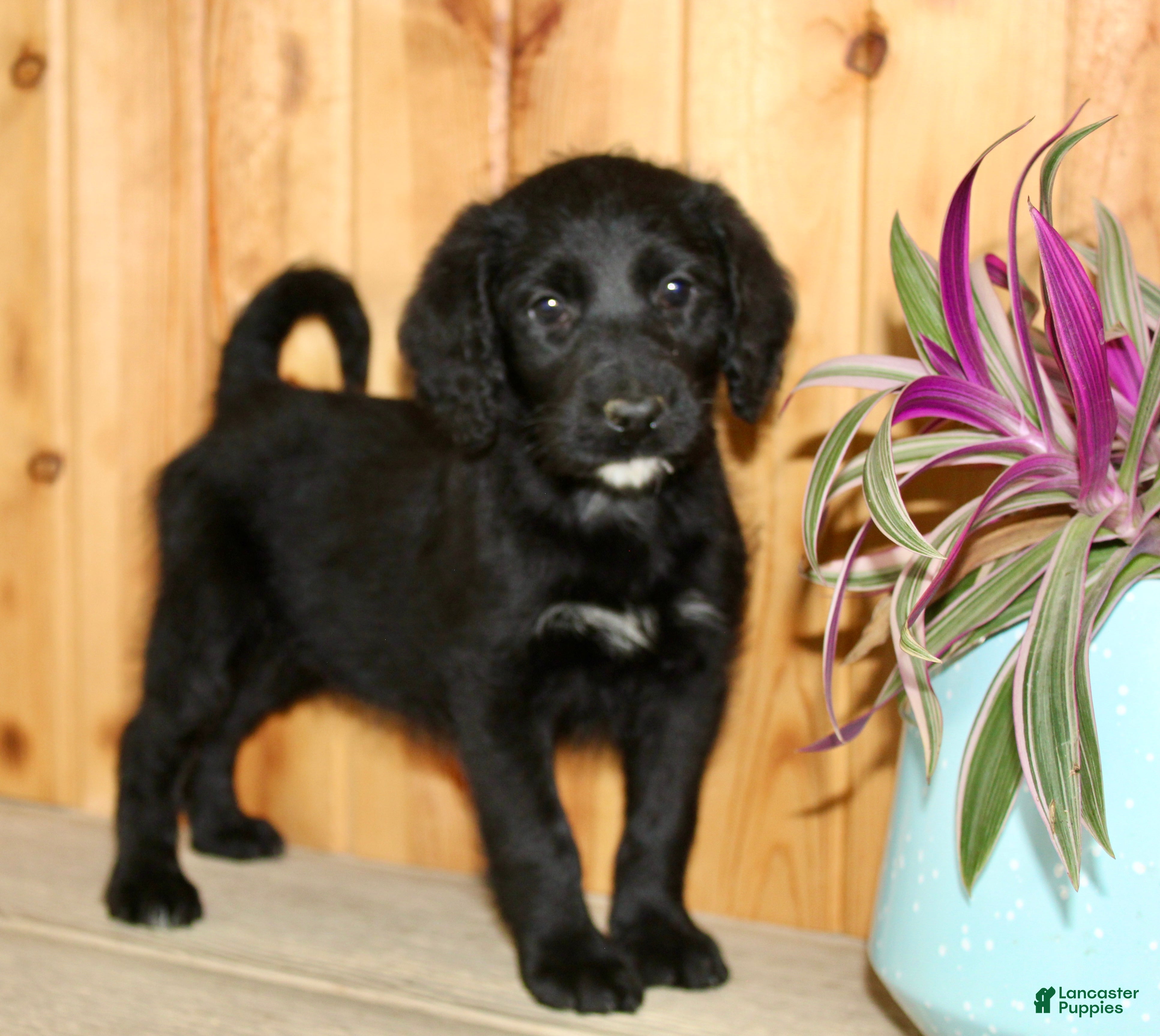 Labradoodle dogs Daisy - Ad 2